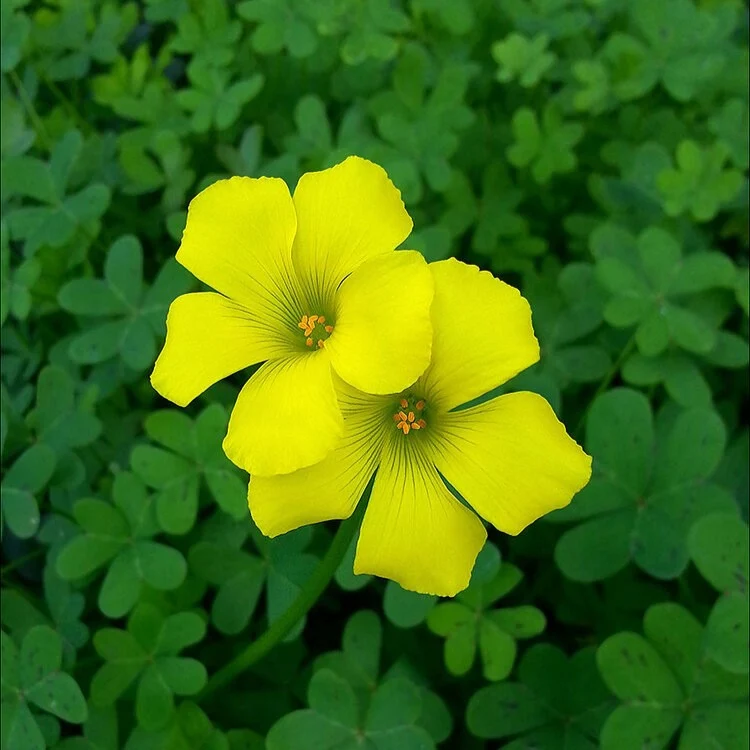 Oxalis Stricta (Yellow Oxalis) Flower Bulbs | Yellow Woodsorrel