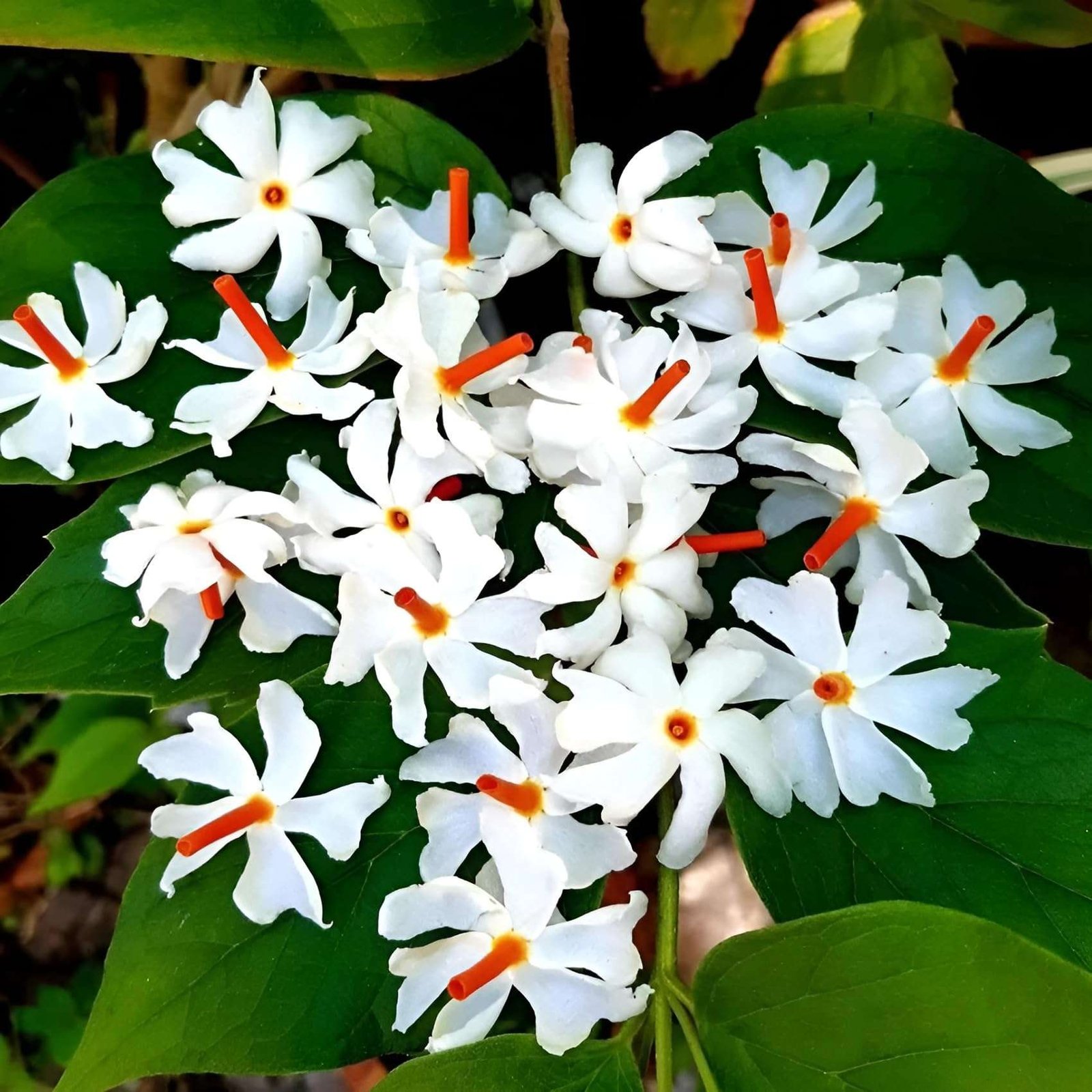 Parijat Plant | Parijatak Night Flowering Jasmine | Parijat Tree