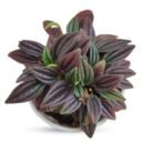 Peperomia Tanaman – Compact Tropical Indoor Plant with Rich Textured Foliage
