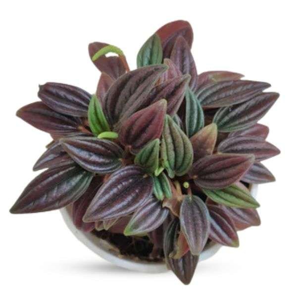 Peperomia Tanaman – Compact Tropical Indoor Plant with Rich Textured Foliage