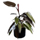 Philodendron 'Black Majesty' | Premium Dark Foliage Indoor Plant