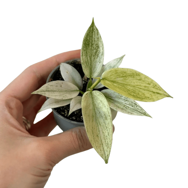Philodendron 'Florida Ghost' | White Tropical Foliage Plant
