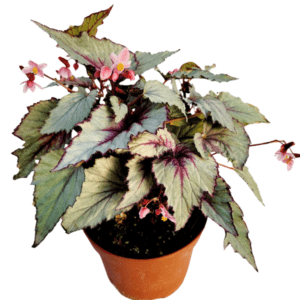 Rex-Begonia-Jurassic-Dino