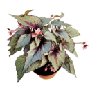 Rex-Begonia-Jurassic-Dino