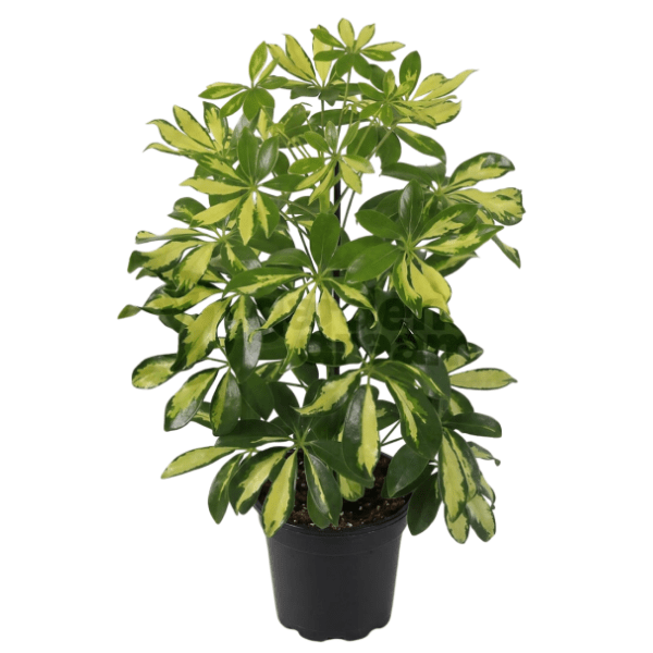 Schefflera Variegated Plant | Elegant Indoor Umbrella Plant - Image 2