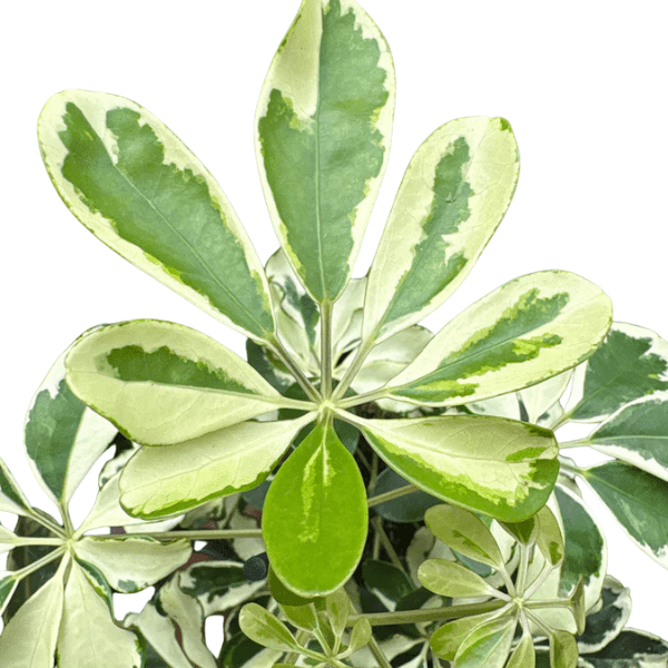 Schefflera Variegated Plant | Elegant Indoor Umbrella Plant - Image 3
