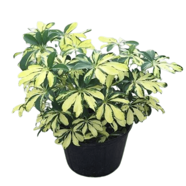 Schefflera Variegated Plant | Elegant Indoor Umbrella Plant