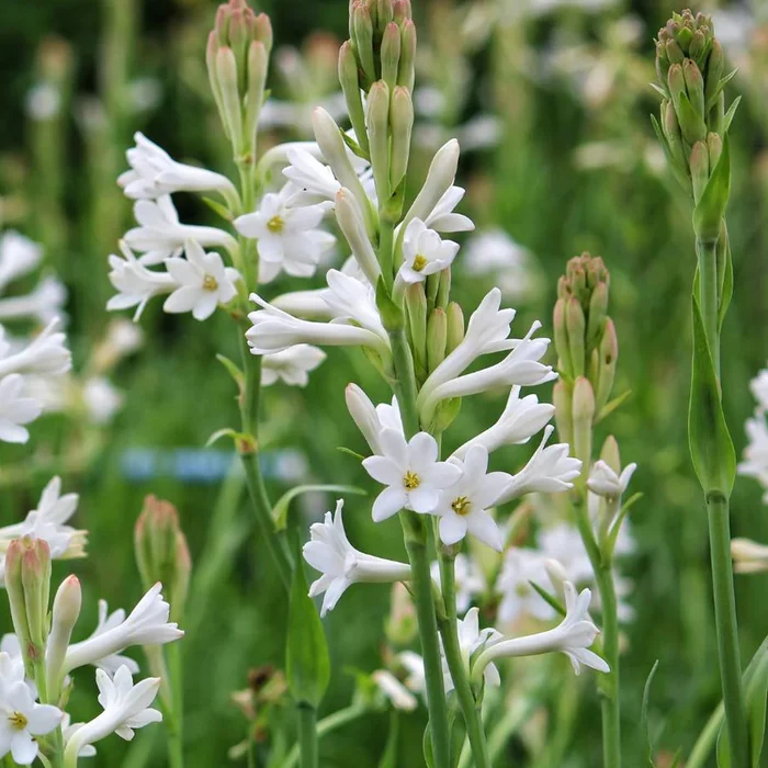 Single Petal Rajnigandha Bulbs -Tuberose