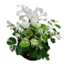 Snow Bush Plant | Breynia Disticha Shrub