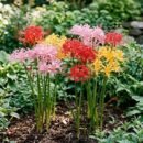 Spider Lily Flower Bulbs | Premium Exotic Flowering Bulbs