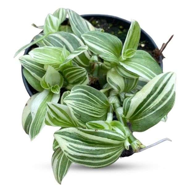 Tradescantia Zebrina Cream - Image 2