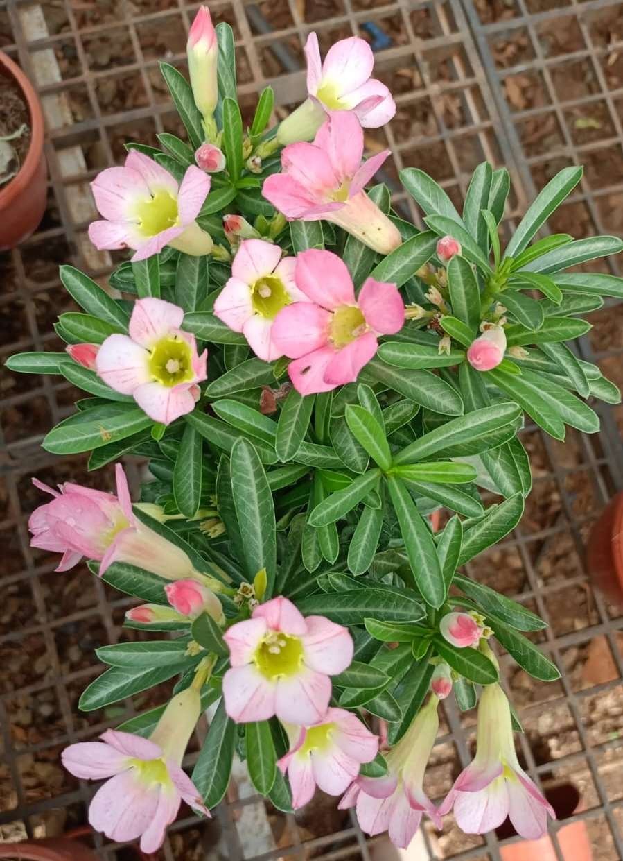 Adenium Desert Rose – Single Light Pink Bloom Bonsai Plant - Image 2