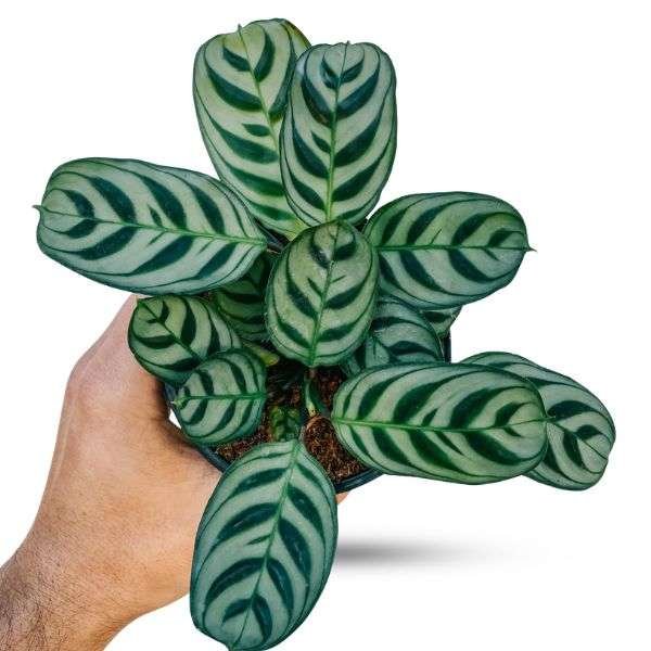 Calathea 'Burle Marx'