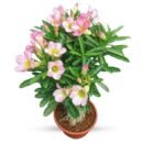 Adenium Desert Rose – Single Light Pink Bloom Bonsai Plant