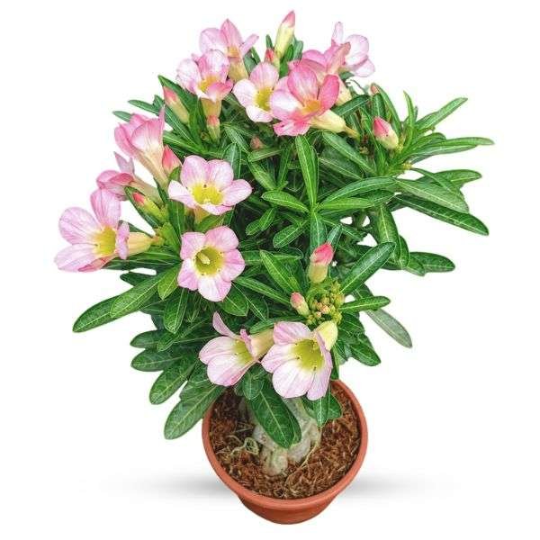 Adenium Desert Rose – Single Light Pink Bloom Bonsai Plant