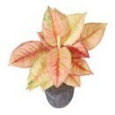 Rare Mutated Laksap Aglaonema