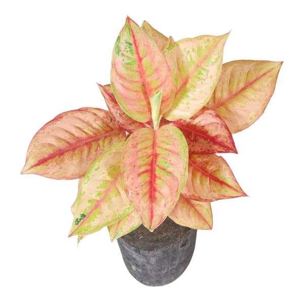 Rare Mutated Laksap Aglaonema