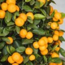 Ornamental Lemon Plant, Decorative Citrus Tree