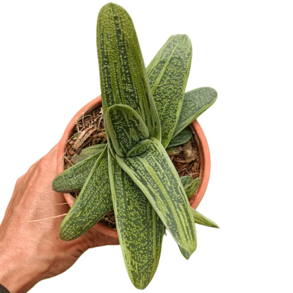 Variegated Gasteria 'Little Warty' (Hybrid) | Rare Succulent Plant