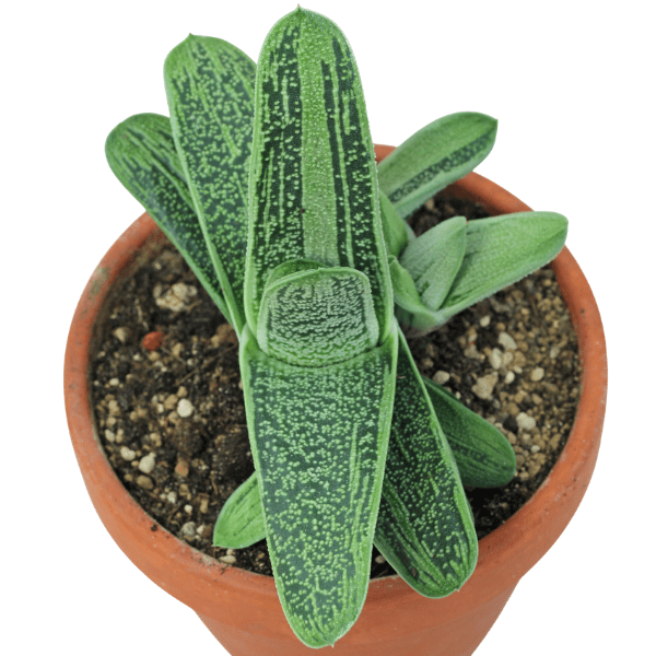 Variegated Gasteria 'Little Warty' (Hybrid) | Rare Succulent Plant - Image 2