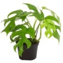 Monstera Minima | Rare Mini Monstera Climbing Indoor Plant