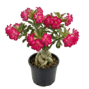 Adenium 'Crimson Crown' – Vibrant Double Red Desert Rose Bonsai Plant