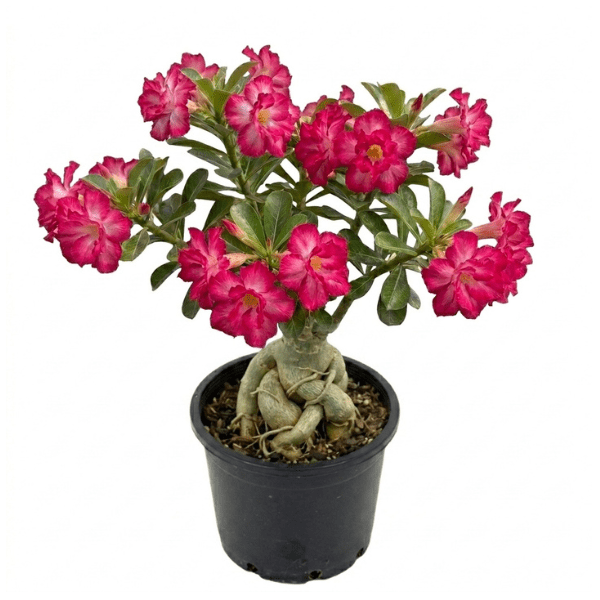 Adenium 'Crimson Crown' – Vibrant Double Red Desert Rose Bonsai Plant