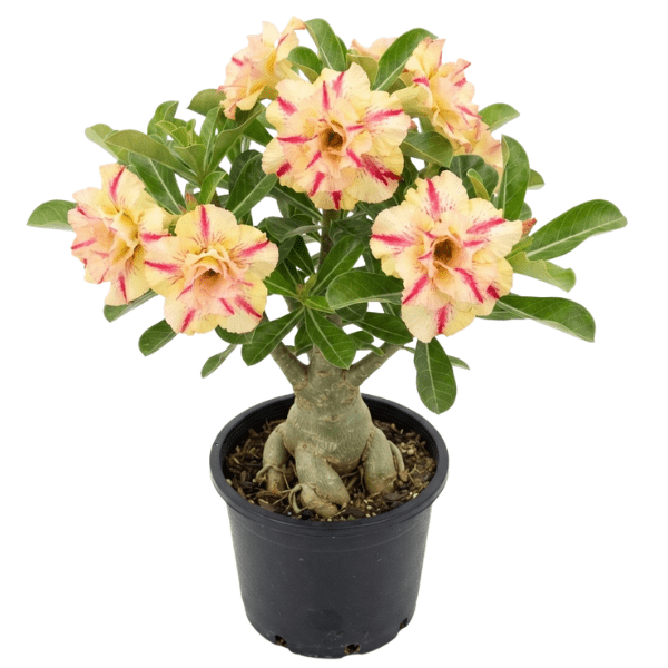 Adenium 'Butterfly Dream' Matured Blooming Plant