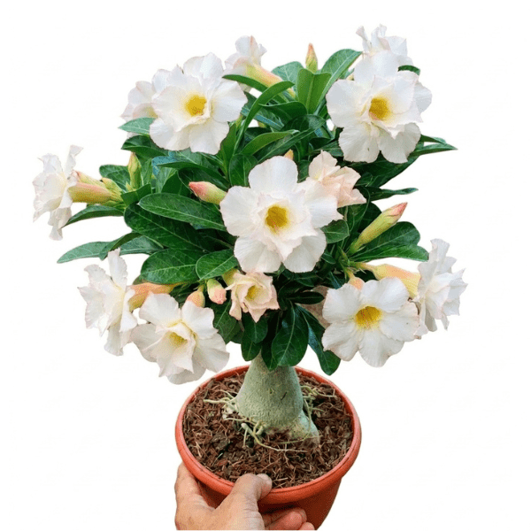 Adenium 'Mumbai Blush' – Elegant Double Flower Desert Rose Bonsai Plant