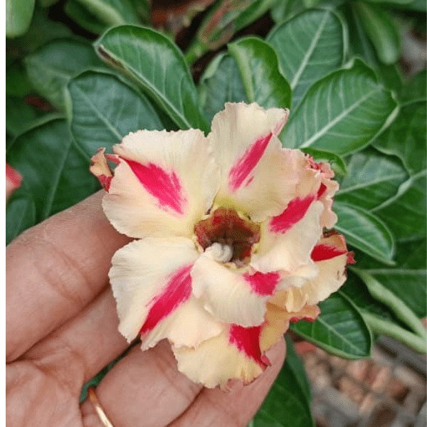 Adenium 'Butterfly Dream' Matured Blooming Plant - Image 3