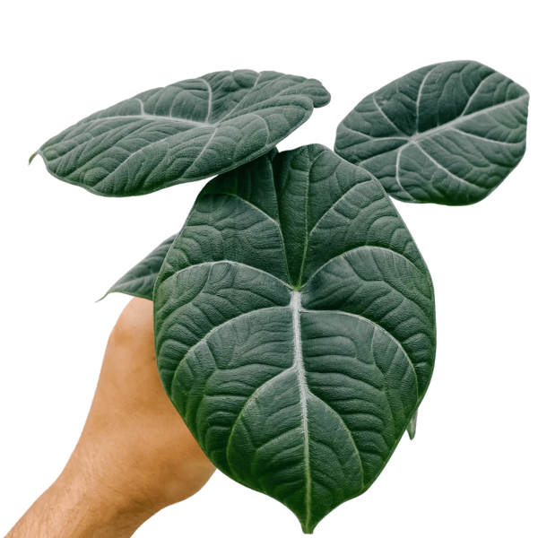Alocasia Maharani (Grey Dragon)  | Premium Rare Indoor Plant