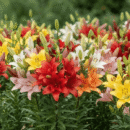 Asiatic Lily (Lilium) Bulbs – Mixed Colour Premium Flowering Plant