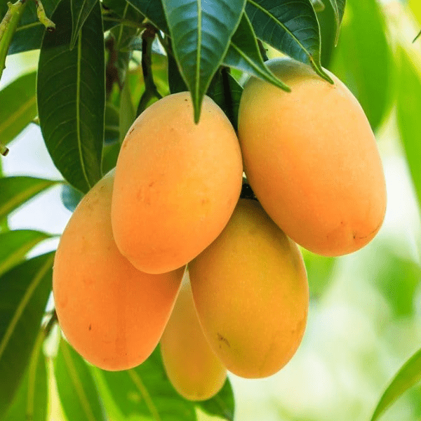 Thai All Time 'Katimon' Mango Fruit Grafted Plant