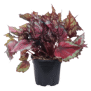 Rex Begonia 'Spitfire' | Premium Indoor Foliage Plant