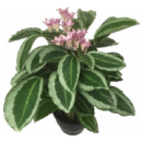 Calathea 'Jf Macbr' | Ornamental Tropical Plant