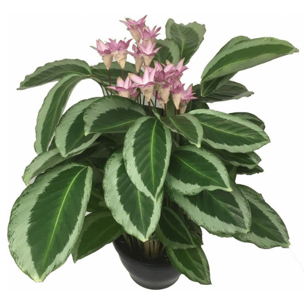 Calathea 'Jf Macbr' | Ornamental Tropical Plant