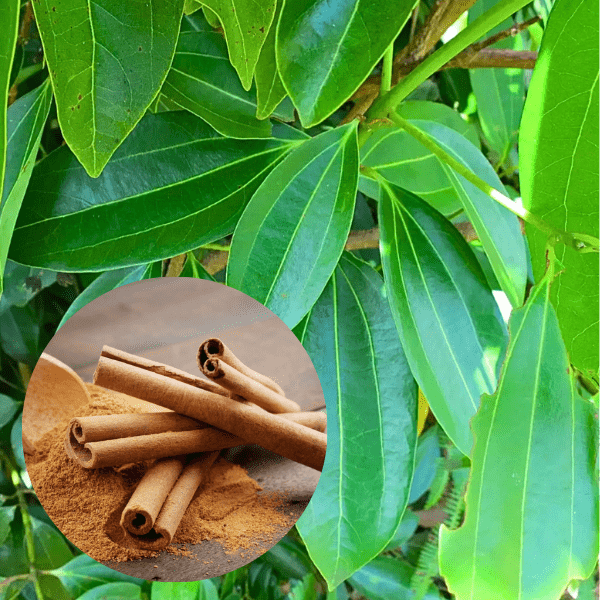 Dalchini Plant (Cinnamon Live Tree) | Aromatic Spice Plant for Home Gardens