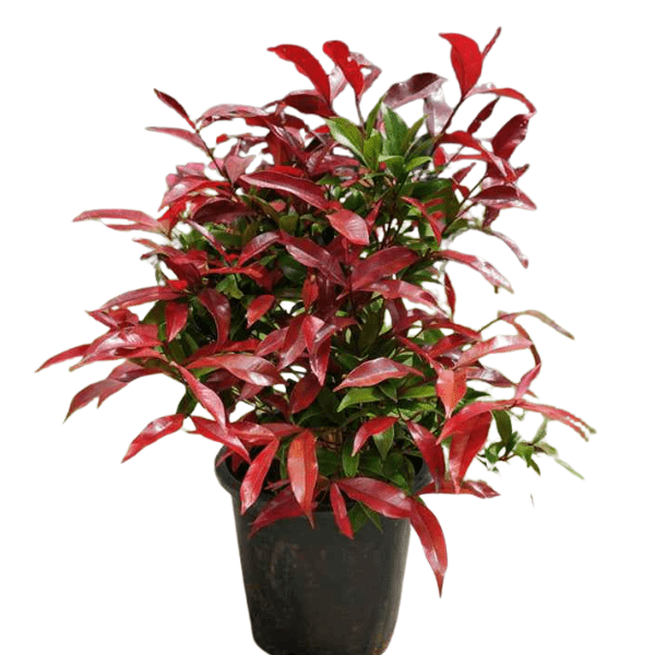 Ficus Christina Plant (Ficus microcarpa 'Christina')