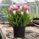 Curcuma Mix Flower Bulbs