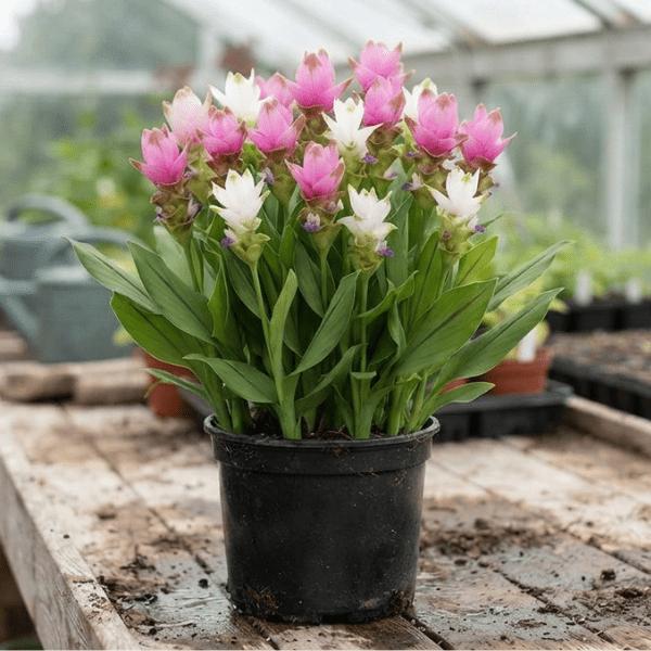 Curcuma Mix Flower Bulbs