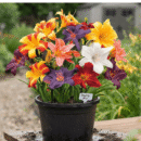 Daylily Mix Bulbs (Hemerocallis)