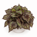 Jurassic Dino Black Sky Begonia