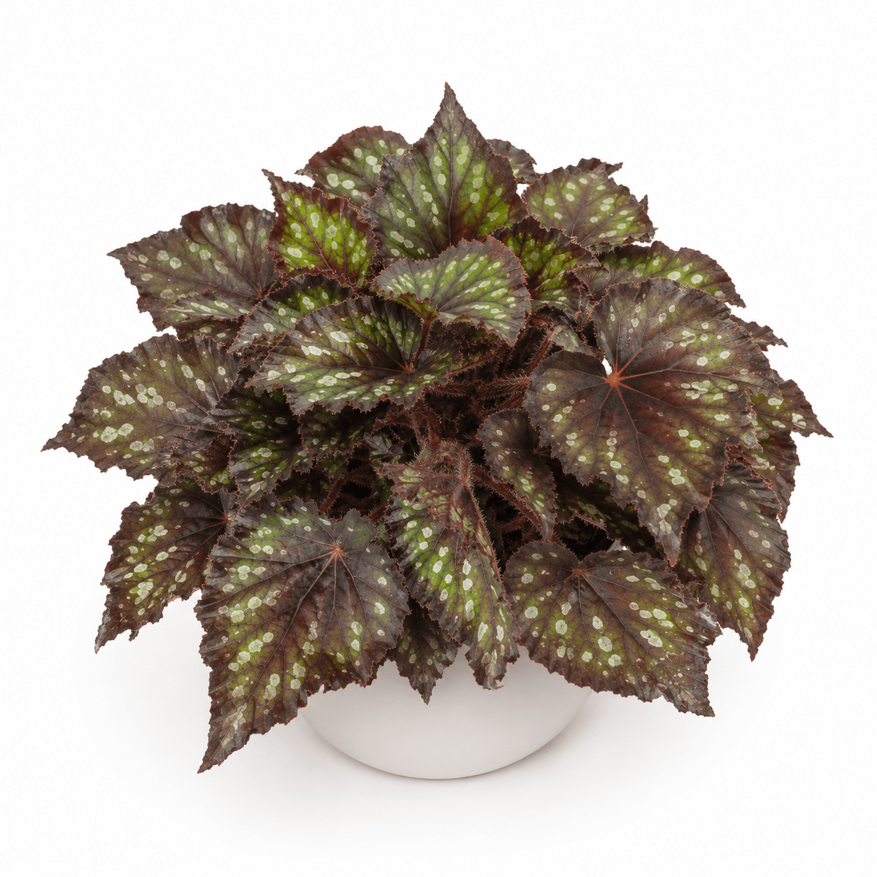 Jurassic Dino Black Sky Begonia