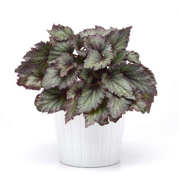 Begonia Rex 'Purple Spec' – Premium Purple Indoor Foliage Plant