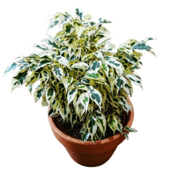 Ficus Starlight | Variegated Ficus benjamina Indoor Plant