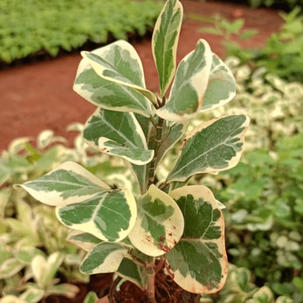 Ficus Triangularis | Variegated Plant - Image 2