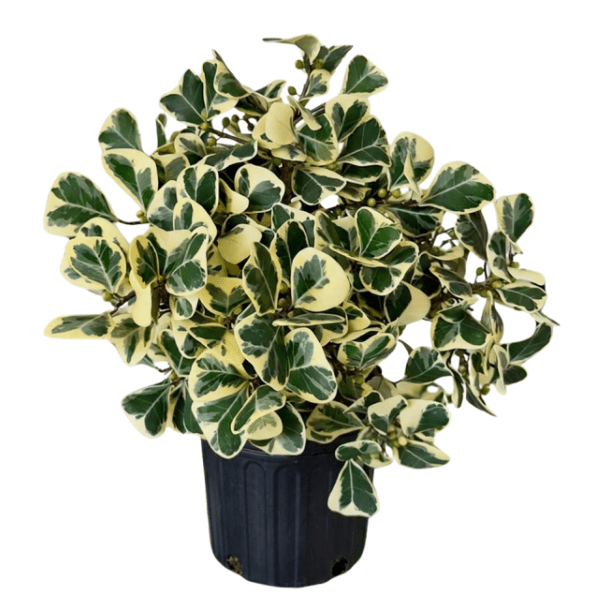 Ficus Triangularis | Variegated Plant