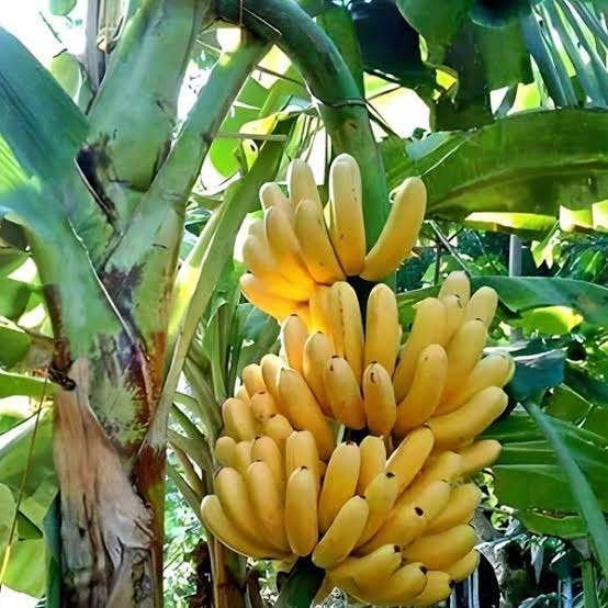 G9 Banana Plant (Grand Naine)| High Yield Fruit Plant