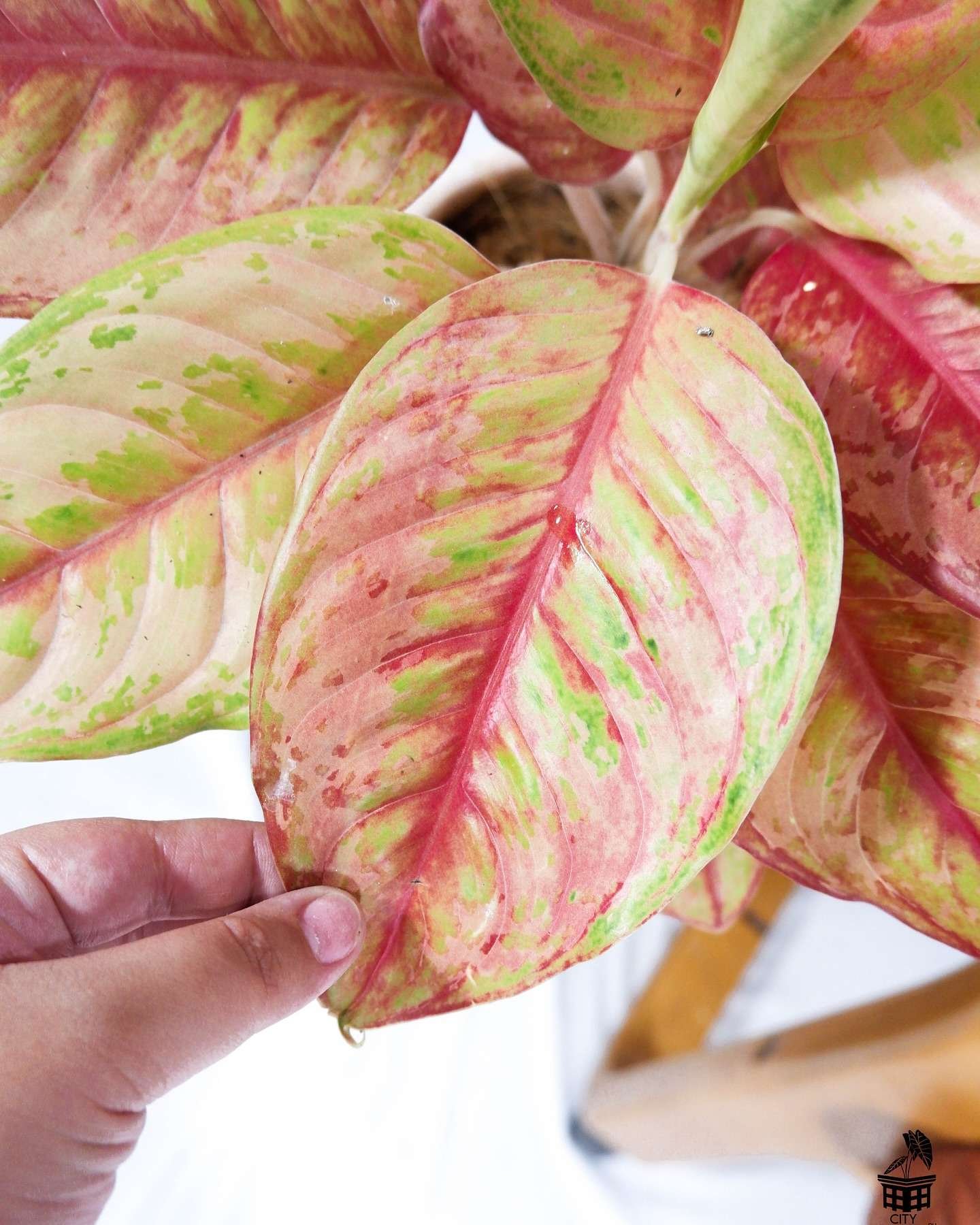 Rare Mutated Laksap Aglaonema - Image 2