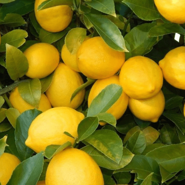 Kagzi Lemon (Citrus limon) - Grafted High Yield  Plant